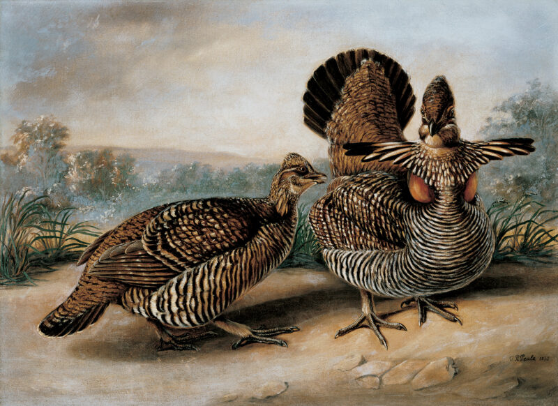 Two ruffed grouse are in the foreground with a landscape in the background. (The birds are actually prairie chickens.)