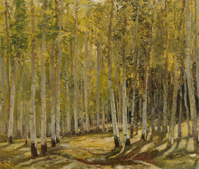 A grove of yellowing aspen trees in the fall with bright sunlight making shadows on the ground.