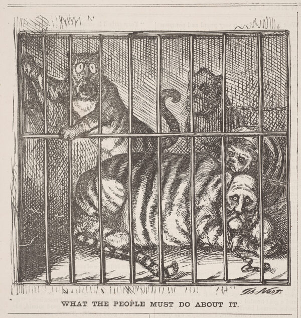 Tigers in a cage
