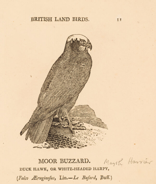 Moor buzzard.