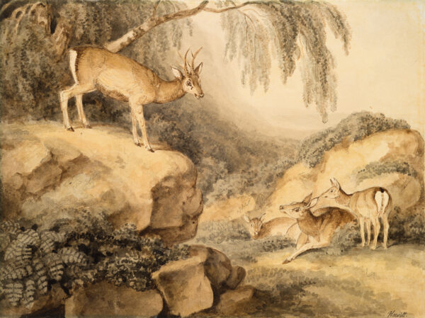 Two deer on a rocky ledge.