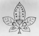 A decorative maple leaf.