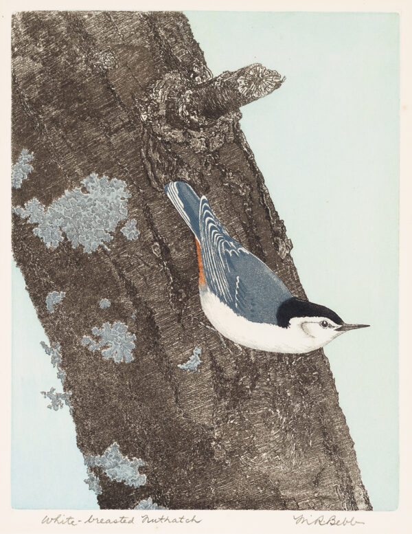 1960 Prairie Print Makers gift print. A white breasted bird with a blue back and black hood, facing downward on a tree trunk. The White-breasted Nuthatch, Sitta carolinensis, can often be seen in winter, feeding among mixed flocks of chickadees and titmice.