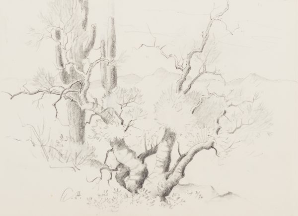 Tree Study with Saquaro