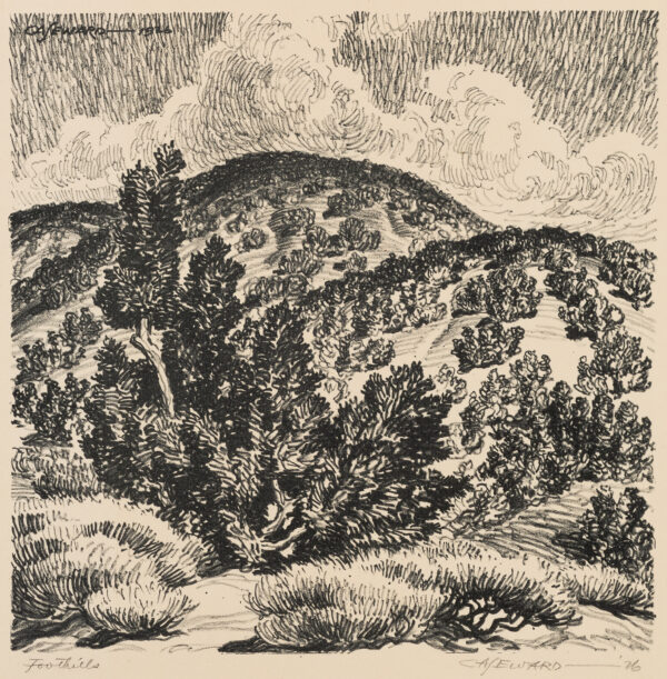 Landscape of hills with scrub pine in the distance and a group of larger trees to the left of center.