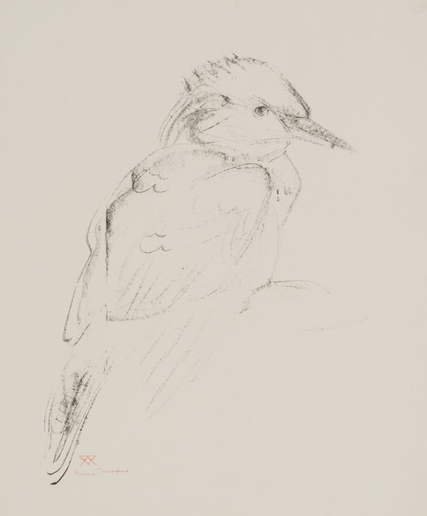 A sketch of a bird (kingfisher?) viewed from the side.