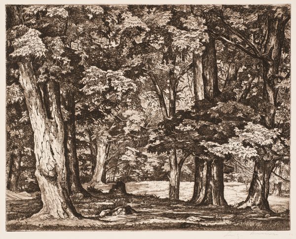 Trees fill the image area with a clearing on the right seen through the first row of trees. Several tree stumps are in the center.