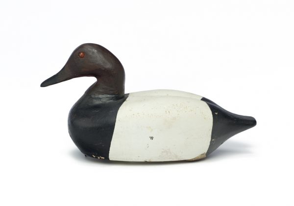 The object is a carved and painted duck decoy. The decoy is painted black, brown and white to resemble a canvasback duck. Light purple paint is present on the underside. Two lead weights are affixed to the underside of the belly with a series of iron-alloy screws. Glass or plastic eyes are present.