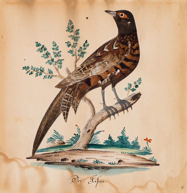 A pheasant stands on a limb with green leaves in the background. The bird looks back over its shoulder to the left.
