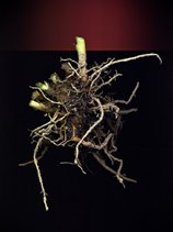 A ball of roots, from a tree is centered on a dark background, with a red band above in the background. The roots are clearly lit, with the tree stem cut off. From the artist: The original image was made by placing the plant on an open flatbed scanner with a Tungsten light reflected off the ceiling. The light was turned off 1/4 way down the plant. This created the black background. The digital image was embedded in Photoshop and printed.
