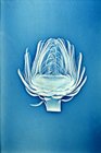 A negative image of an artichoke on blue background.
The original xeroradiograph was made at the Xerox Medical Research Facility, Pasadena, CA