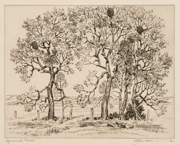 A hedge row of four trees, runs along a barb wire fence, with low hills in the background. The trees have three squirrel nests.