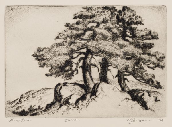 A group of three pine trees rise out of a mound of small hills.