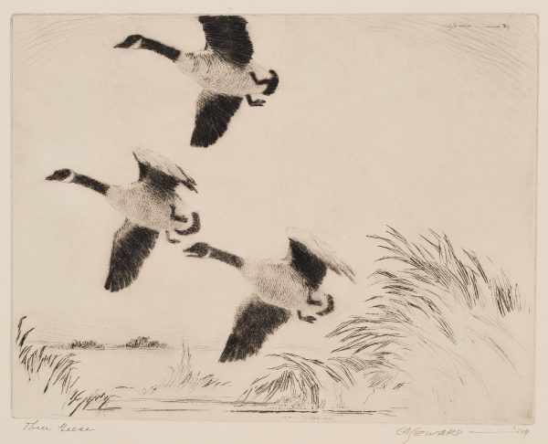 Three geese fly to the left, lifting off from a marsh.