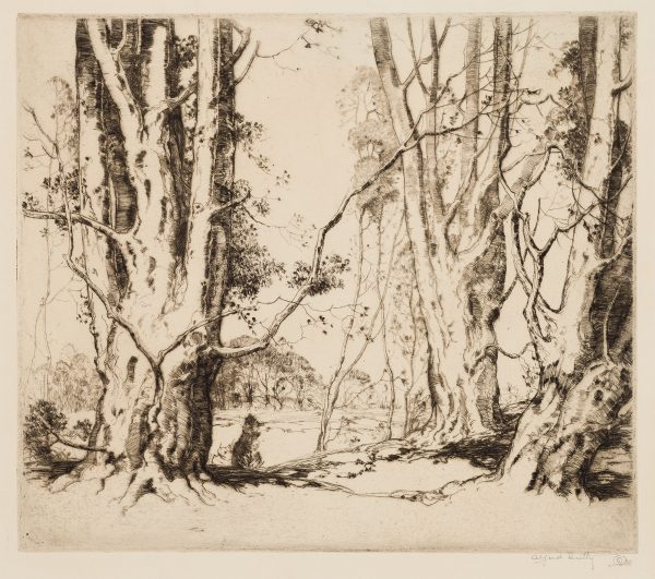 Large beech trees frame a clearing with more trees in the background