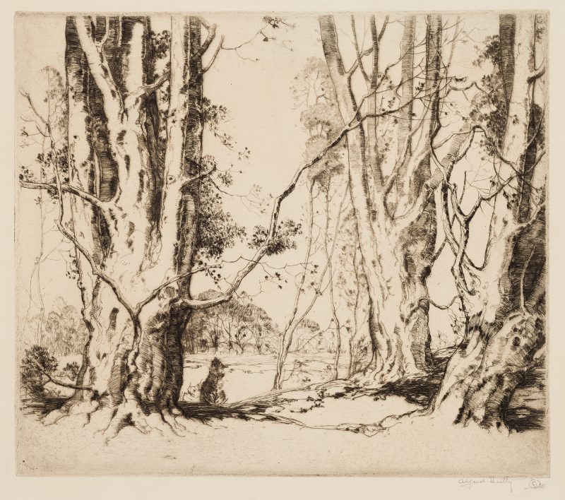 Large beech trees frame a clearing with more trees in the background