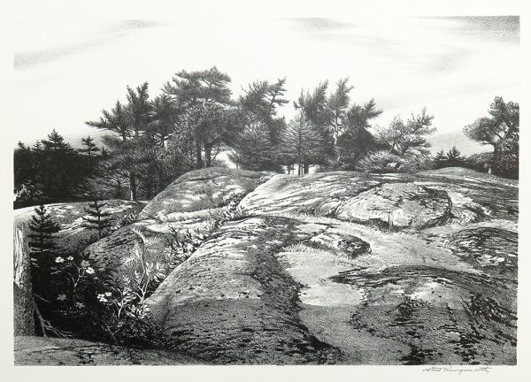 A rocky ledge in the middle of a forest area with trees in the background and vegetation in the foreground.