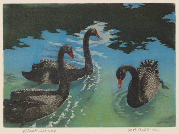 1953 gift print for the Prairie Print Makers Society of California. Three black swans float on water reflecting the blue sky and a few clouds. The Black Swan, Cygnus atratus, is native to southeast and southwest Australia, southeast Tasmanis and New Zealand.