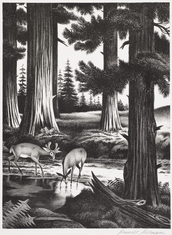 Two deer dreink from a forest stream.