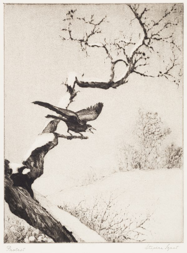 Protest was commissioned by the Print Makers Society of California as their presentation plate for associate members for the year 1945.
An angry bird is perched on a snowy tree branch against rolling, snow-covered hills.