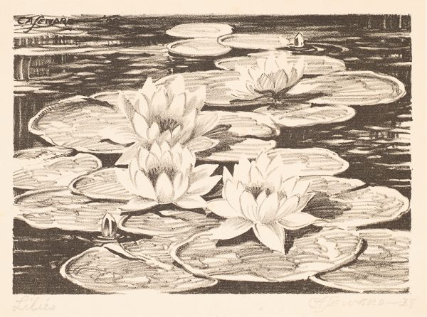 A group of lily pads with blooms.