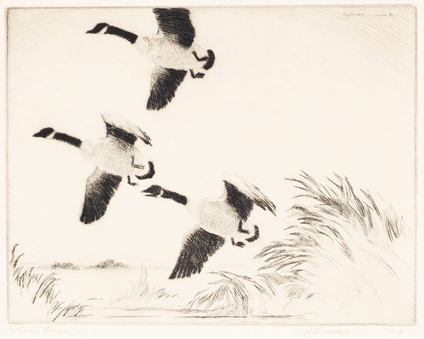 Three Canada geese taking flight.