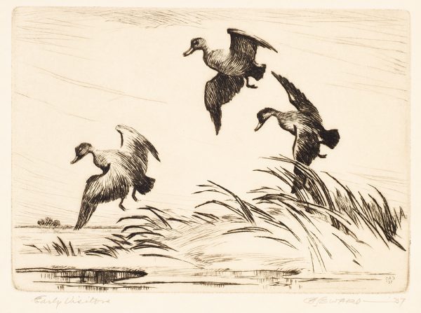 Three ducks prepare to land.