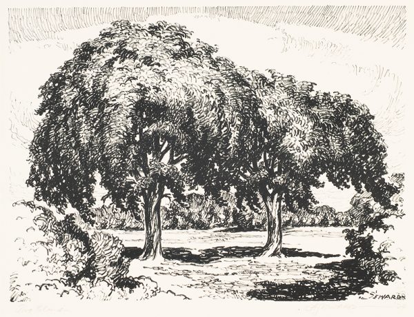 Two fully leafed elm trees in a pastoral landscape.