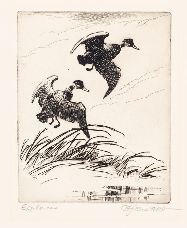 Two ducks taking flight.