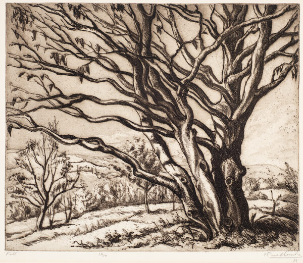 A tree with three trunks and very few leaves is the main image with smaller trees and low hills behind.