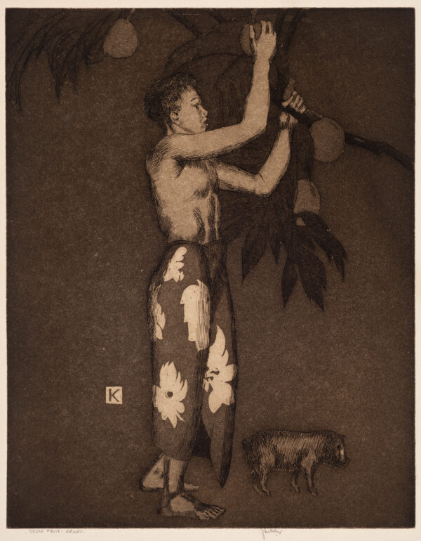 A young man wearing a flowered sarong picks bread fruit from a low hanging limb. There is a small pig at his feet.
