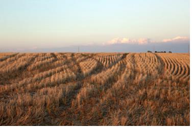 Wheat stubble south of Haviland, Kansas