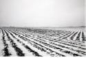 A scene of a plowed field with snow in the trenches.