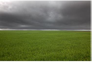 The lower half of this photograph is a green winter wheat field and the top-half is storm clouds.