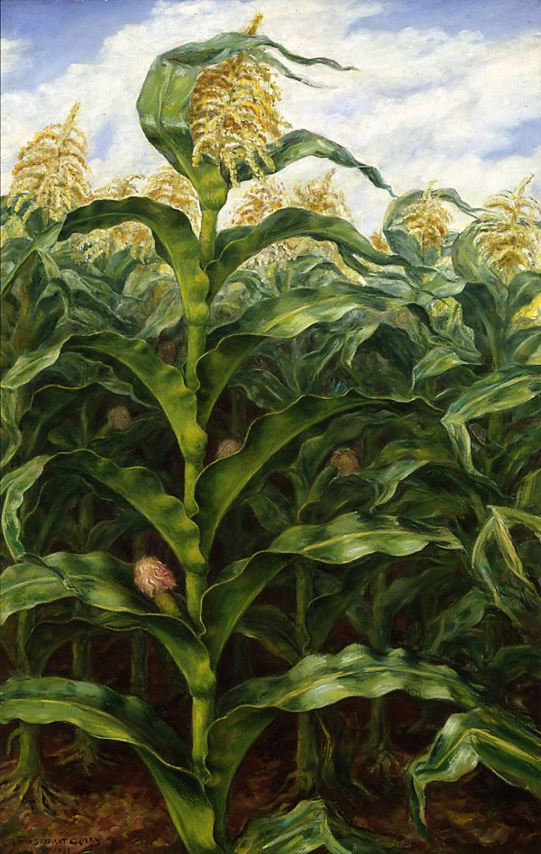 A mature corn stalk stands in front of a field of corn.