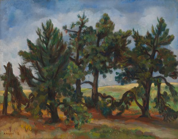 A landscape of scrub pines all in a row.