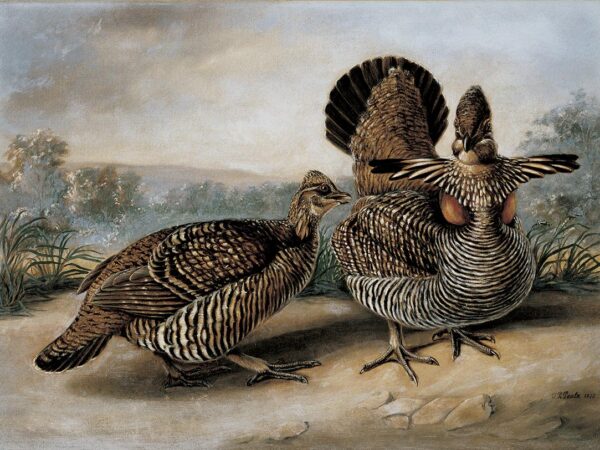 Two ruffed grouse in the foreground with a landscape in the backgound