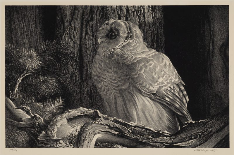 A owl sits on a gnarly tree with a wide tree trunk behind and pine needles at the left.