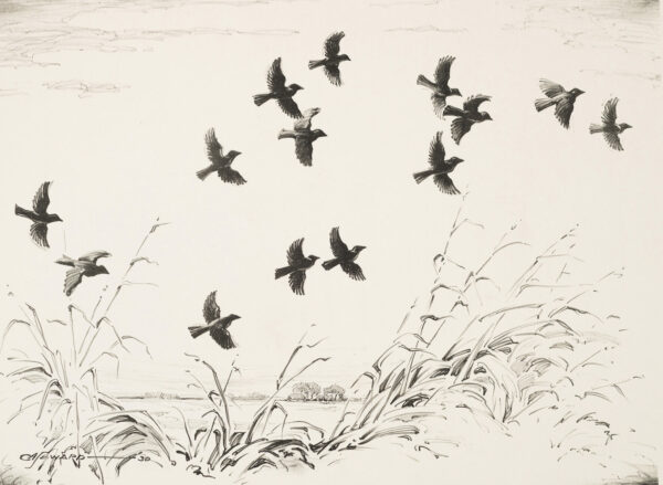 A flock of blackbirds in flight over a landscape of cattails