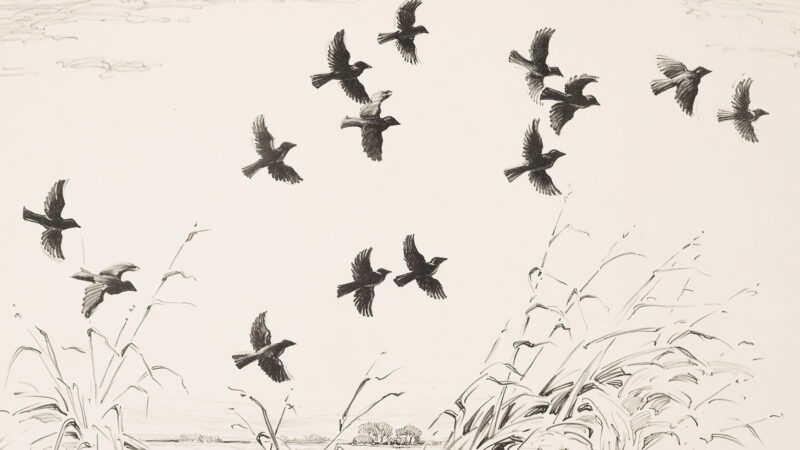 Blackbirds in fliight above cattails in a black and white print.