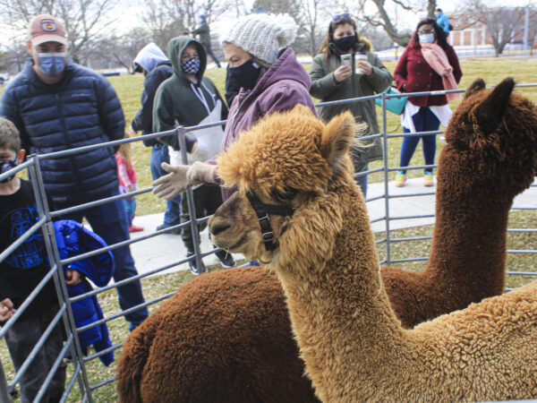 A fawn colored alpaca, shown from head and neck, with the body of a darker brown alpaca behind. The alpaca are in a steel pipe enclose, with a portion of the enclosure visible in the background and people standing outside looking at the animals.