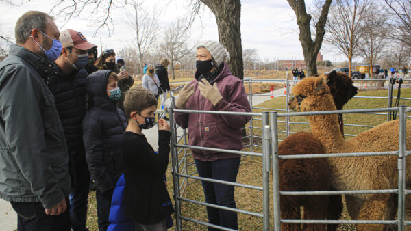 Group of adults and children looking at two alpacas in a steel pipe fence enclosure. At left two adult men in dark colored coats. In front of them are two young boys, one in a black pullover, long-sleeved shirt, and behind him a boy in a dark-colored puffer coat with the hood over his head. Inside the enclosure is a woman, facing the men and boys, wearing a rose pink coat and a white knit hat. Beside here is a dark brown alpaca, standing with it's rear toward the front and a fawn colored alpaca looking at the woman.