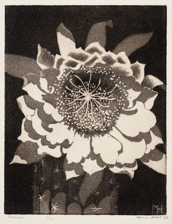 A Cereus cactus flower typically measures almost seven inches and blooms at night.